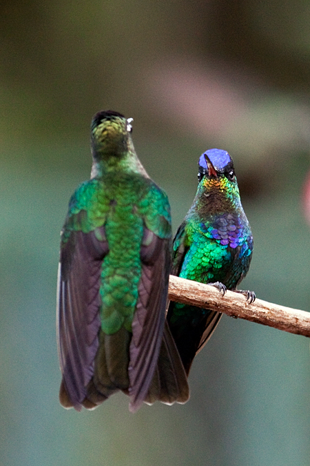 Fiery-throated Hummingbird, Paraiso del Quetzal, Costa Rica by Richard L. Becker