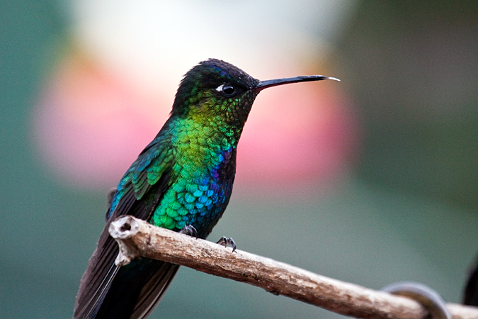 Fiery-throated Hummingbird, Paraiso del Quetzal, Costa Rica by Richard L. Becker