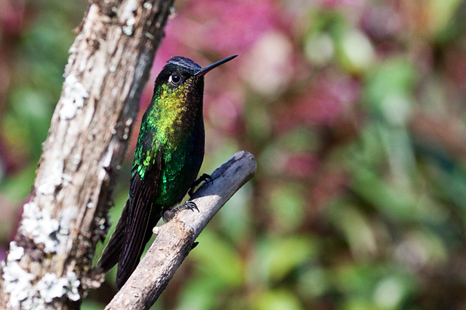 Fiery-throated Hummingbird, Paraiso del Quetzal, Costa Rica by Richard L. Becker