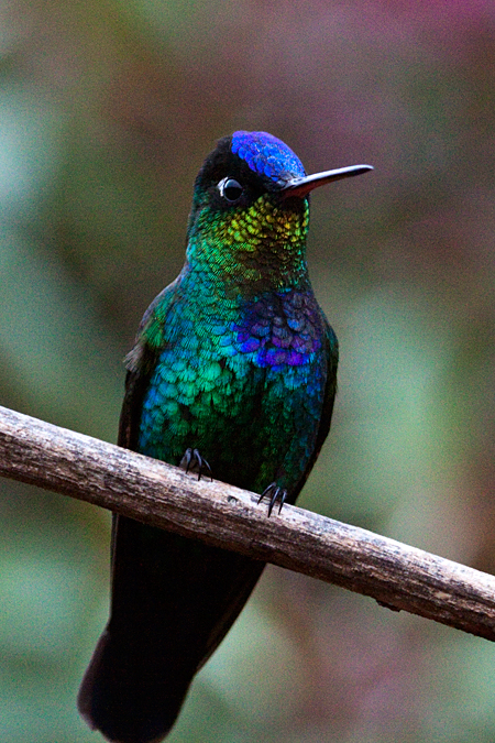 Fiery-throated Hummingbird, Paraiso del Quetzal, Costa Rica by Richard L. Becker