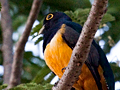 Gartered Trogon, Costa Rica