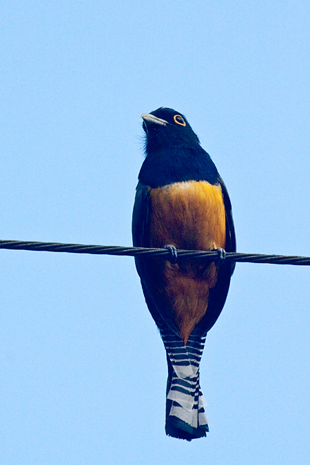 Male Gartered Trogon, La Selva Biological Station, Costa Rica by Richard L. Becker