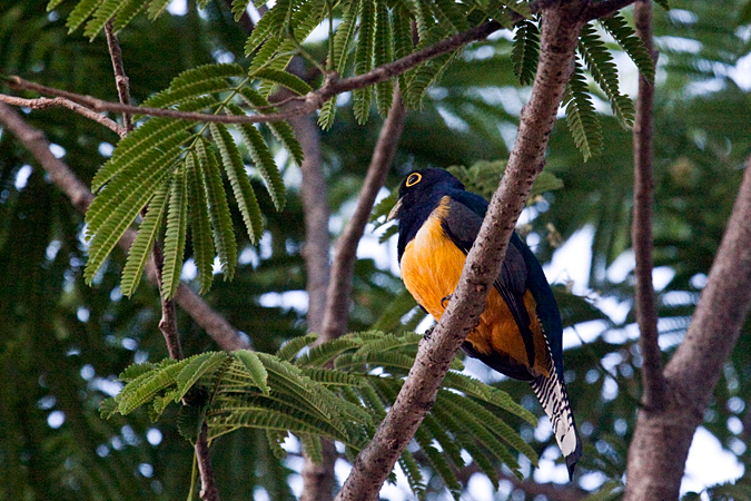 Male Gartered Trogon, La Ensenada, Costa Rica