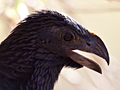 Groove-billed Ani, Costa Rica