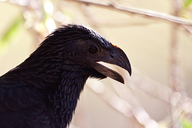 Groove-billed Ani, La Ensenada, Costa Rica