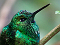 Male Green-crowned Brilliant, Monteverde, Costa Rica