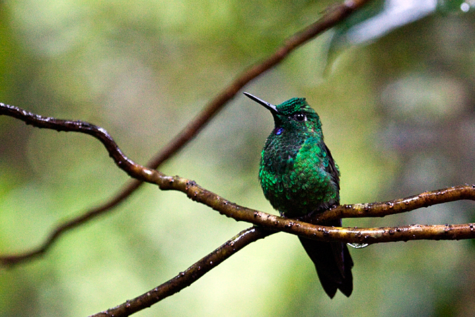 Male Green-crowned Brilliant, Monteverde, Costa Rica by Richard L. Becker