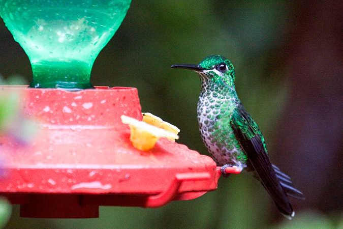 Female Green-crowned Brilliant, Monteverde, Costa Rica by Richard L. Becker