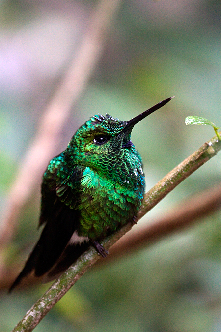 Male Green-crowned Brilliant, Monteverde, Costa Rica by Richard L. Becker