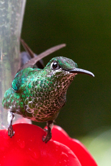 Female Green-crowned Brilliant, Monteverde, Costa Rica by Richard L. Becker