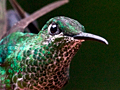 Female Green-crowned Brilliant, Monteverde, Costa Rica