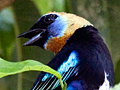 Golden-hooded Tanager