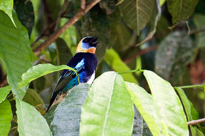 Golden-hooded Tanager, La Selva Biological Station, Costa Rica