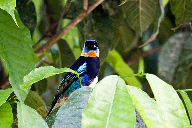 Golden-hooded Tanager, La Selva Biological Station, Costa Rica