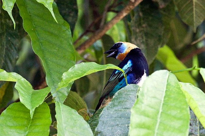 Golden-hooded Tanager, La Selva Biological Station, Costa Rica