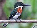 Green Kingfisher