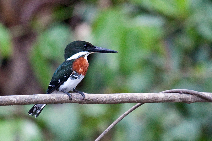 Male Green Kingfisher, On the Rio Tarcoles, Costa Rica by Richard L. Becker