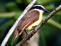 Great Kiskadee