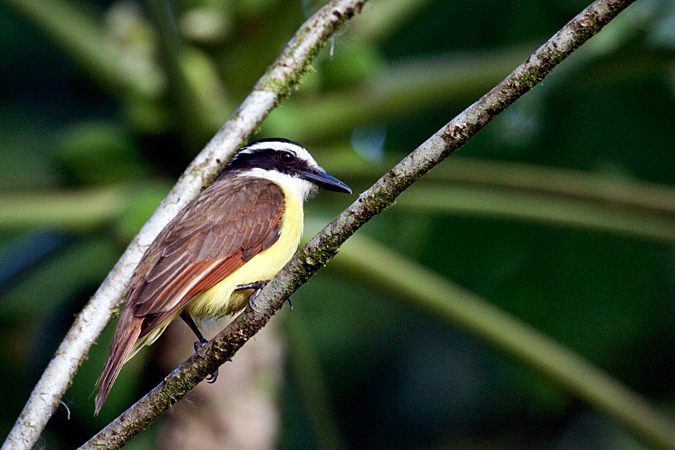 Great Kiskadee, La Selva Biological Station, Costa Rica by Richard L. Becker