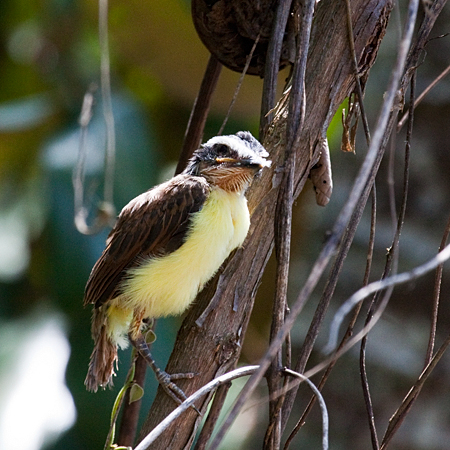 Juvenile Great Kiskadee, Talari Mountain Lodge, San Isidro el General, Costa Rica by Richard L. Becker