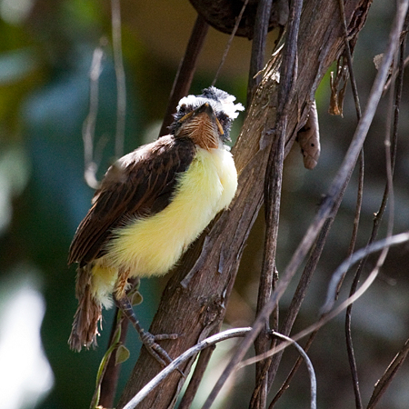 Juvenile Great Kiskadee, Talari Mountain Lodge, San Isidro el General, Costa Rica by Richard L. Becker