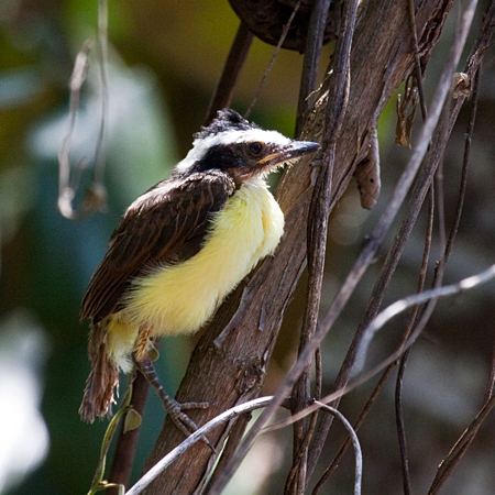 Juvenile Great Kiskadee, Talari Mountain Lodge, San Isidro el General, Costa Rica by Richard L. Becker