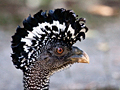 Great Curassow