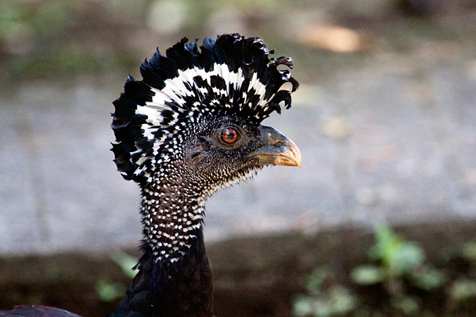 Female Great Curassow, La Selva Biological Station, Costa Rica