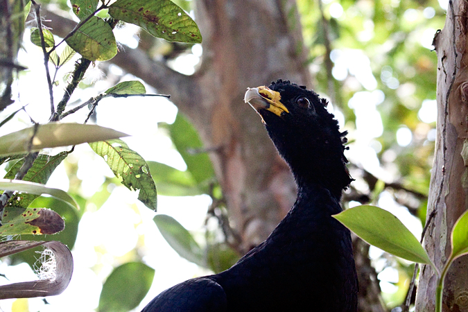 Male Great Curassow, La Selva Biological Station, Costa Rica