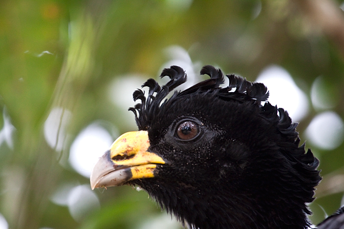 Male Great Curassow, La Selva Biological Station, Costa Rica