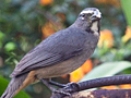 Grayish Saltator