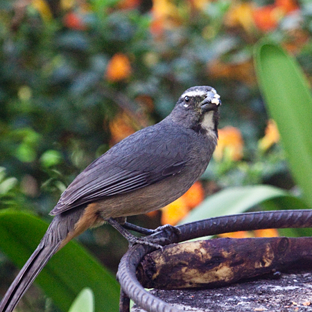 Grayish Saltator, Hotel Bougainvillea, Santo Domingo, Costa Rica by Richard L. Becker