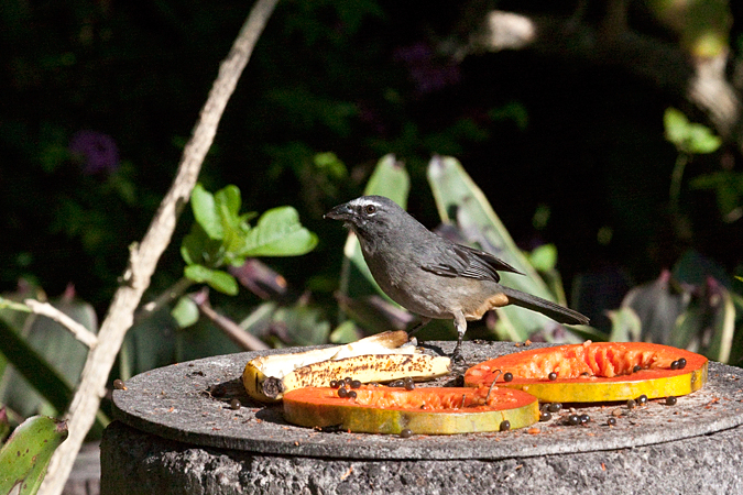 Grayish Saltator, Hotel Bougainvillea, Santo Domingo, Costa Rica by Richard L. Becker