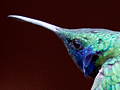 Green Violetear