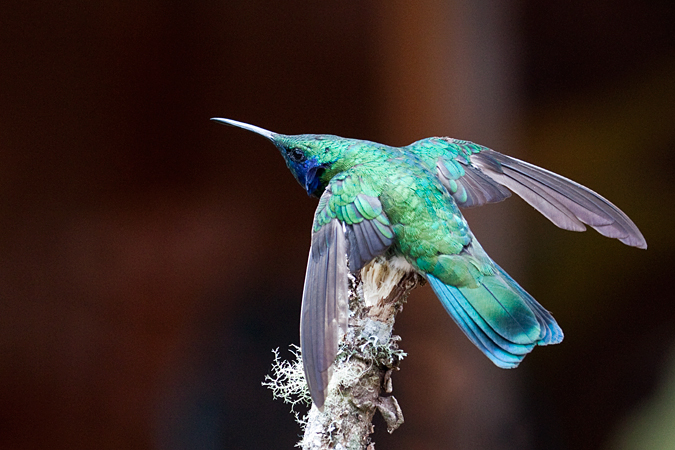 Green Violetear, Savegre Lodge, Costa Rica by Richard L. Becker