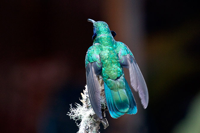 Green Violetear, Savegre Lodge, Costa Rica by Richard L. Becker