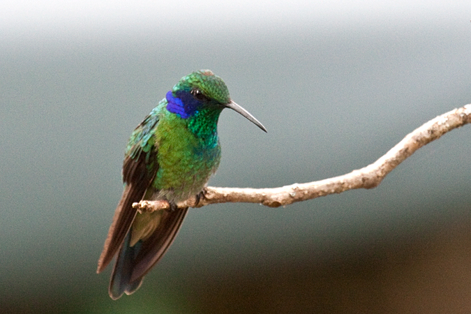 Green Violetear, Savegre Lodge, Costa Rica by Richard L. Becker