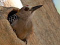 Hoffmann's Woodpecker, Costa Rica