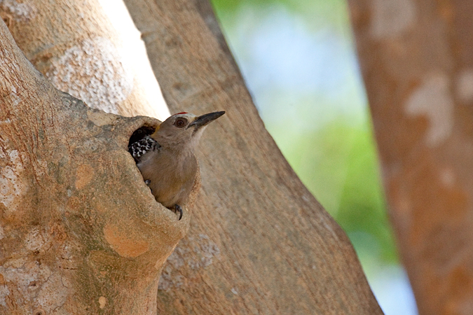 Hoffmann's Woodpecker, La Ensenada, Costa Rica