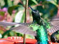 Costa Rican Hummingbirds