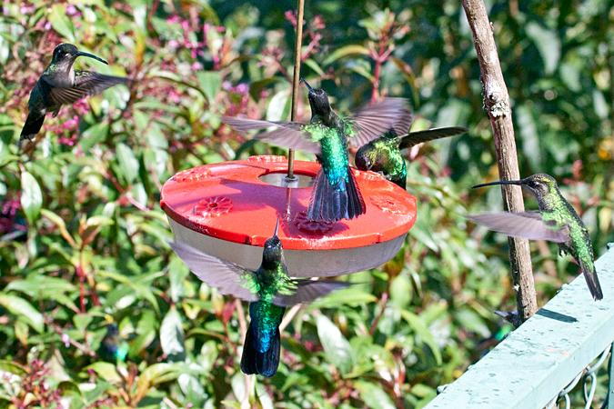 Costa Rican Hummingbirds, Paraiso del Quetzal, Costa Rica by Richard L. Becker