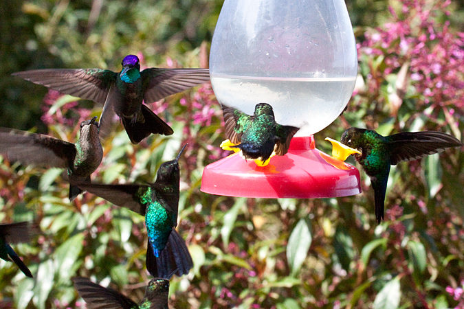 Costa Rican Hummingbirds, Paraiso del Quetzal, Costa Rica by Richard L. Becker