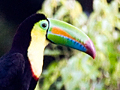 Keel-billed Toucan