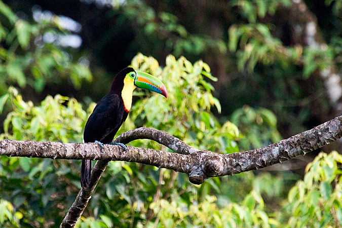 Keel-billed Toucan, La Selva Biological Station, Costa Rica by Richard L. Becker