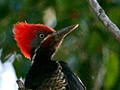 Lineated Woodpecker, Costa Rica