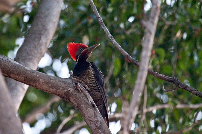 Lineated Woodpecker, La Ensenada, Costa Rica