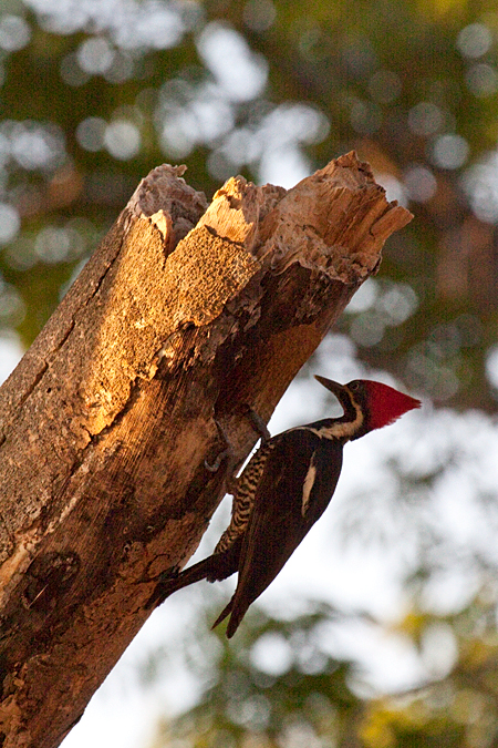 Lineated Woodpecker, La Ensenada, Costa Rica