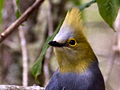 Long-tailed Silky-flycatcher