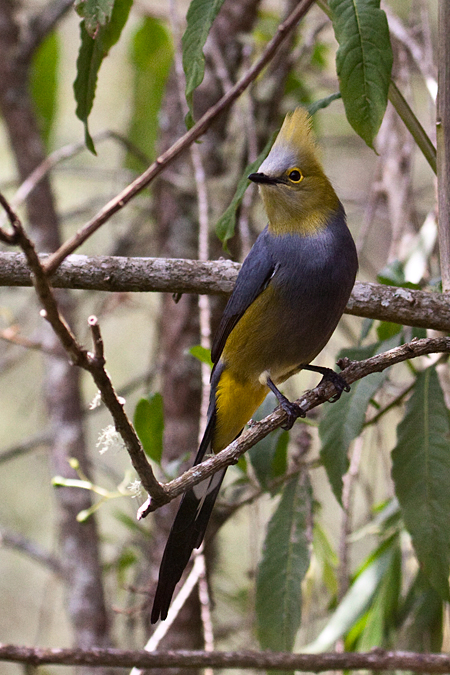 Long-tailed Silky-flycatcher, San Gerardo de Dota, Savegre Valley, Costa Rica by Richard L. Becker