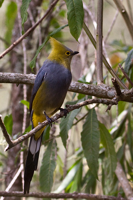 Long-tailed Silky-flycatcher, San Gerardo de Dota, Savegre Valley, Costa Rica by Richard L. Becker